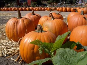 Senior Home Care Alpharetta GA - Fun Halloween Volunteering Ideas for Your Senior